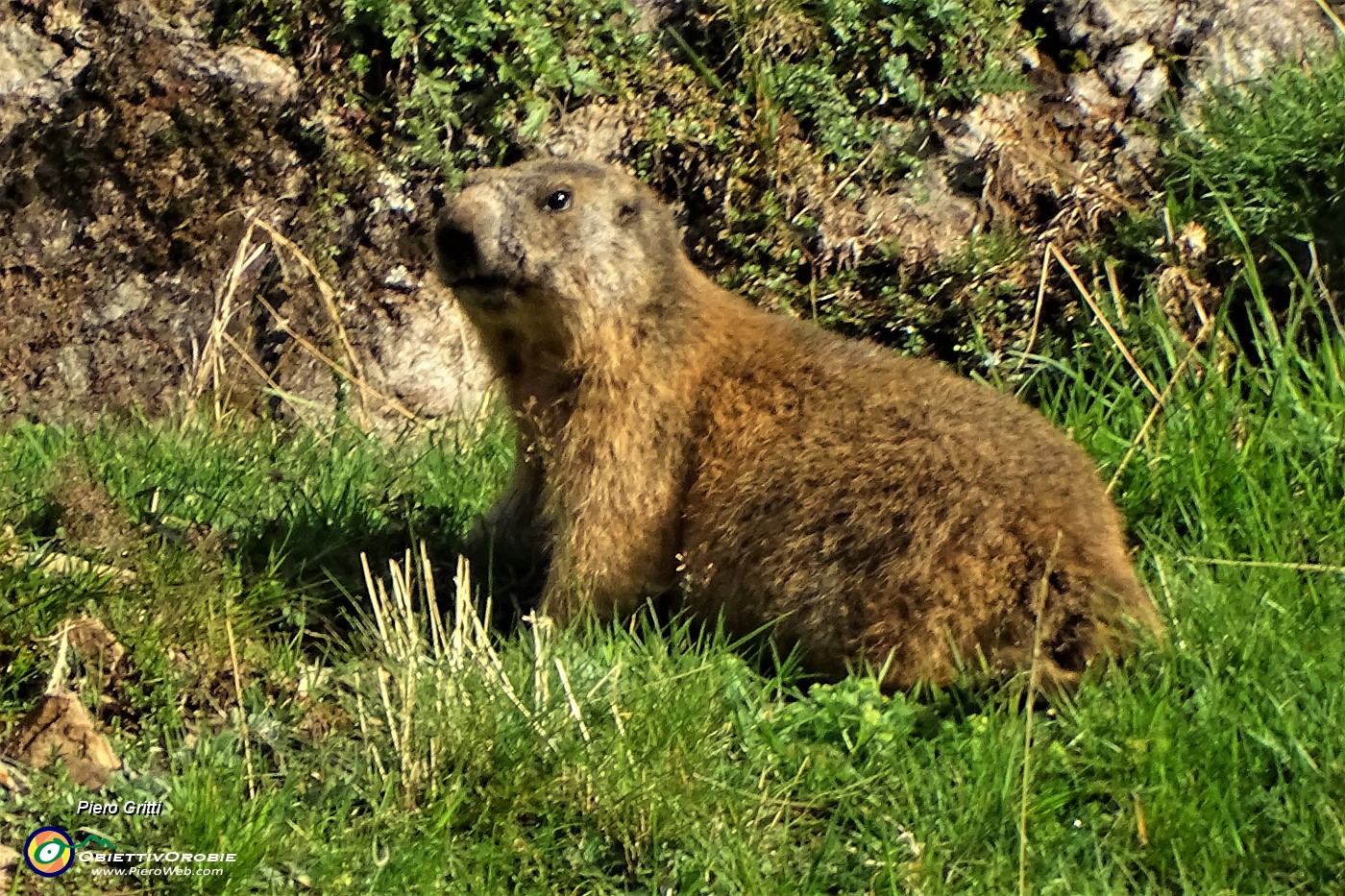 15 Bella marmotta allo zoom.JPG